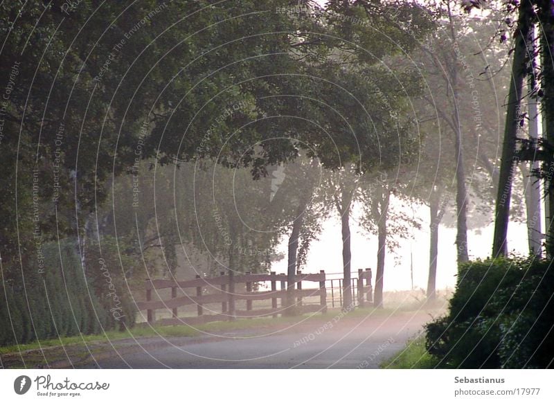 Fog on the Lower Rhine Niederrhein Electricity pylon Tree Pasture Wesel district Morning