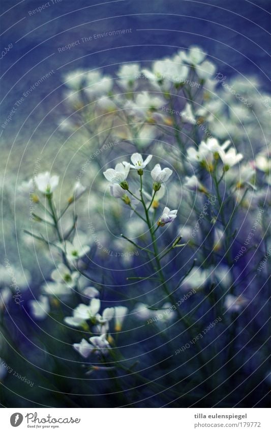 flower magic Colour photo Lomography Pattern Deserted Copy Space top Copy Space bottom Blur Summer Environment Nature Plant Water Flower Blossom Wild plant Park