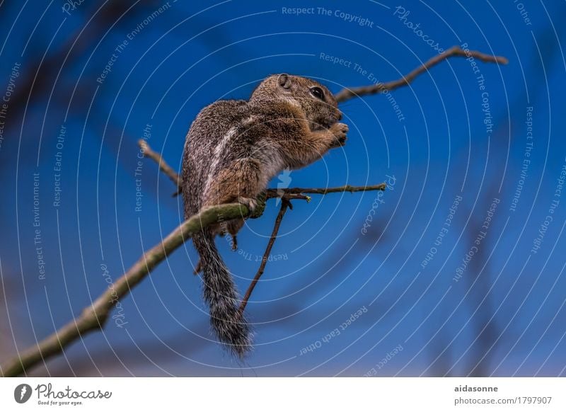 ground squirrel Wild animal Ground squirrel 1 Animal Eating Rodent Branch Twig Multicoloured Exterior shot Deserted Day Central perspective