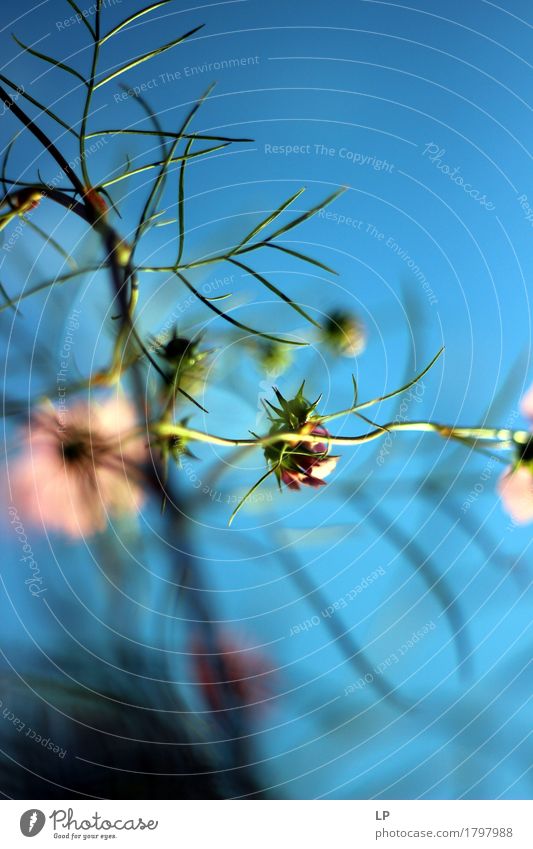 pink/blue Environment Nature Plant Elements Spring Summer Autumn Flower Leaf Blossom Garden Park Natural Beautiful Point Warmth Feminine Soft Blue Pink Emotions