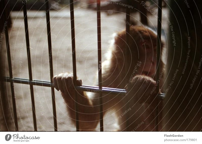 Japanese macaque Exterior shot Animal portrait Looking away Wild animal Animal face Paw Zoo 1 Humble Sadness Homesickness Wanderlust Loneliness Monkeys Day