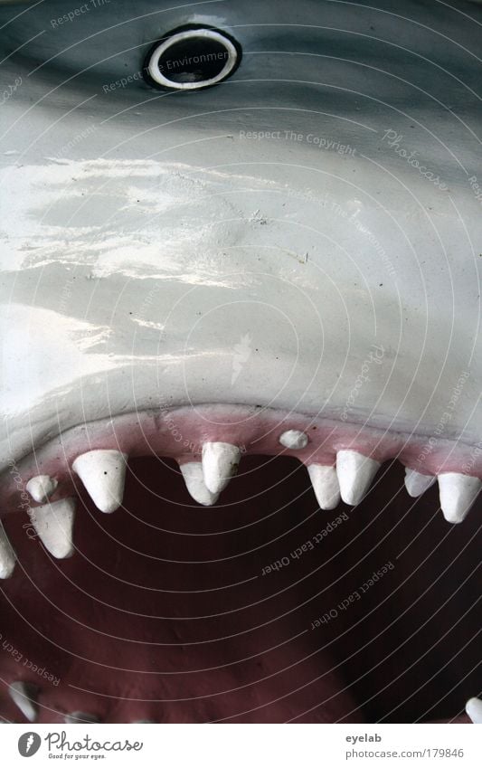 And the shark that has... Animal Wild animal Dead animal Fish Shark Animal face Scales Aquarium 1 Aggression Threat Dark Glittering Creepy Kitsch Astute Wet