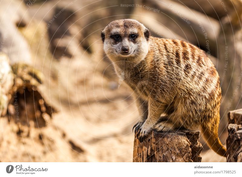 earth girl Animal Wild animal Meerkat 1 Sit "image Africa African Biology Dry, earthy men. fauna photo Kalahari desert rural ,national Park