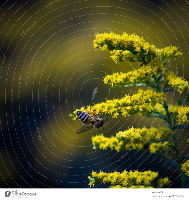 yellow asterisks Nature Plant Animal Summer Flower Blossom Wild plant Solidago canadensis Forest Farm animal Bee Insect Honey bee 1 Work and employment