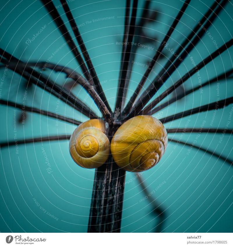 lampshade Nature Plant Animal Air Sky Cloudless sky Autumn Umbellifer Wild animal Snail Snail shell 2 Illuminate Blue Yellow Contentment Design Colour Break