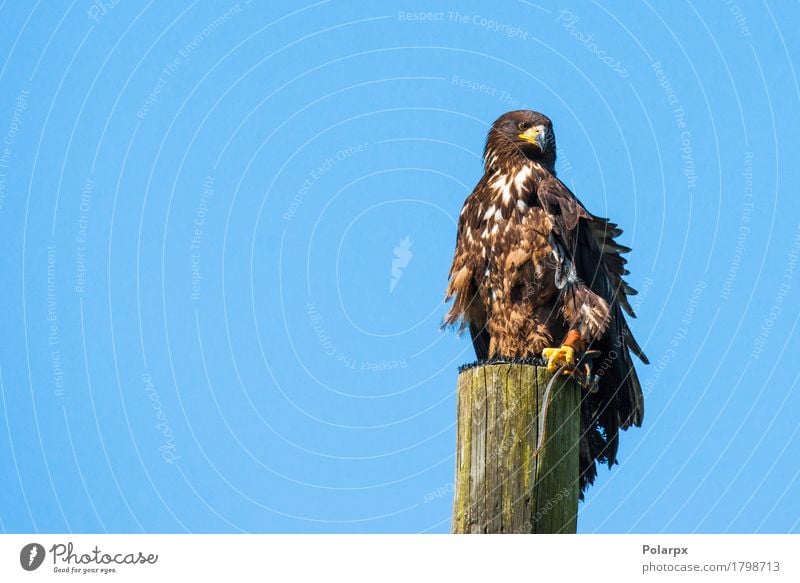 Haliaeetus albicilla eagle on the top of a wooden post Hunting Nature Animal Bird Wood Sit Wild Brown Green Black White Pride haliaeetus Eagle Feather Beak