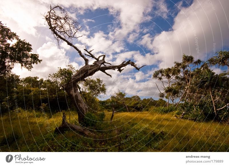 reaching the sky Colour photo Exterior shot Deserted Evening Shadow Contrast Deep depth of field Wide angle Nature Landscape Animal Sky Clouds Summer