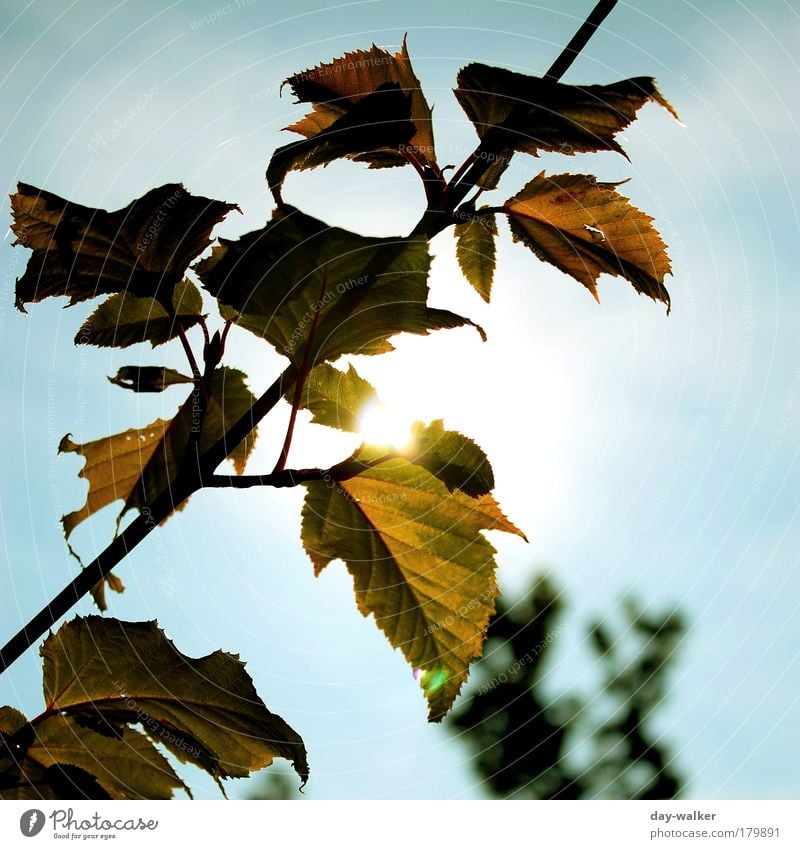 autumn colours Colour photo Exterior shot Deserted Day Light Shadow Contrast Silhouette Reflection Sunlight Sunbeam Back-light Blur Nature Plant Air Sky Clouds