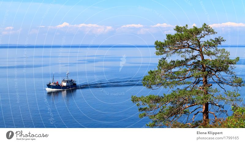 Ladoga Lake. Nature Landscape Plant Water Sky Clouds Horizon Summer Weather Beautiful weather Tree Jawbone Lake Ladoga "Valaam Karelia" Russia