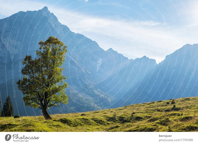 solitude standing Clouds Sunlight Autumn Weather Beautiful weather Plant Tree Alps Mountain Peak Blue Green Calm Loneliness Uniqueness Maple tree