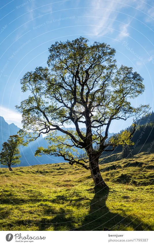 maple Environment Nature Landscape Earth Clouds Climate Weather Beautiful weather Plant Tree Esthetic Blue Green Life Maple tree Karwendelgebirge Alps Bavaria