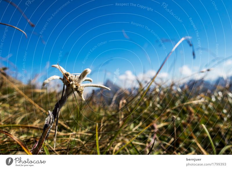 edelweiss Mountain Hiking Exceptional Blue White Authentic Edelweiss Flower Alps Grass Autumn Plant Wild Nature Nature reserve sunny Individual Karwendelgebirge