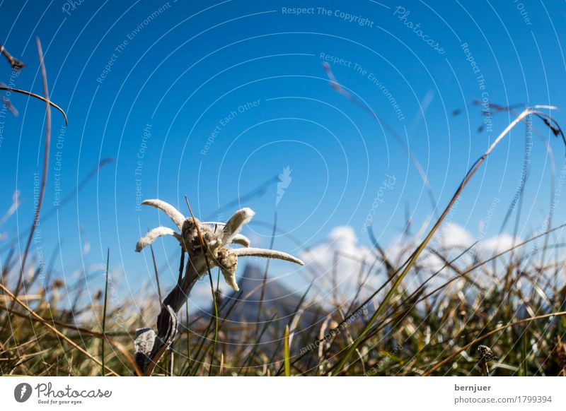 edelweiss Environment Nature Animal Air Sky Clouds Summer Beautiful weather Plant Flower Grass Alps Peak Exceptional Edelweiss Blossom mountain flower