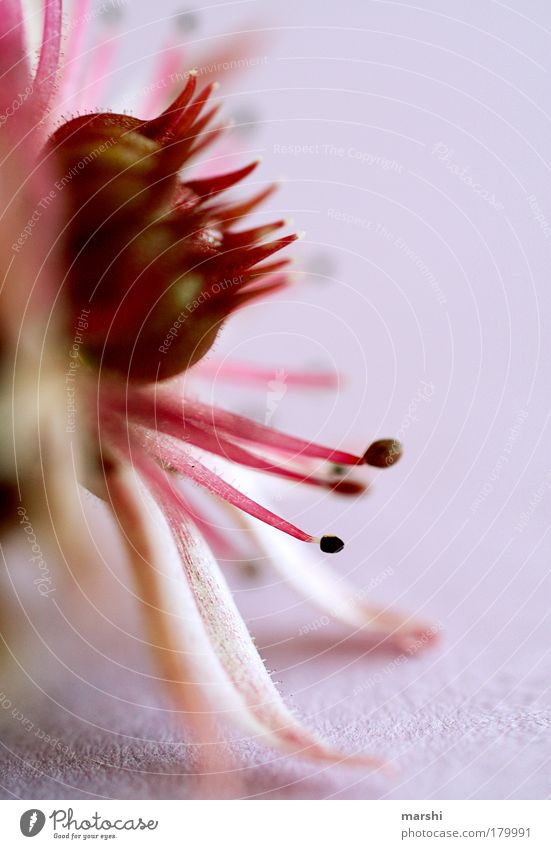 star sensor Colour photo Close-up Detail Macro (Extreme close-up) Nature Plant Summer Blossom Exotic Fragrance Pink White Blossom leave Bud Feeler Star (Symbol)