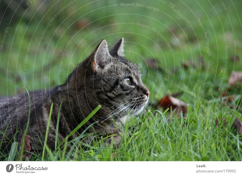 Cat in the grass Pet Animal face 1 Catch Lie Looking Wait Friendliness Cute Grass Colour photo Exterior shot Evening Deep depth of field Central perspective