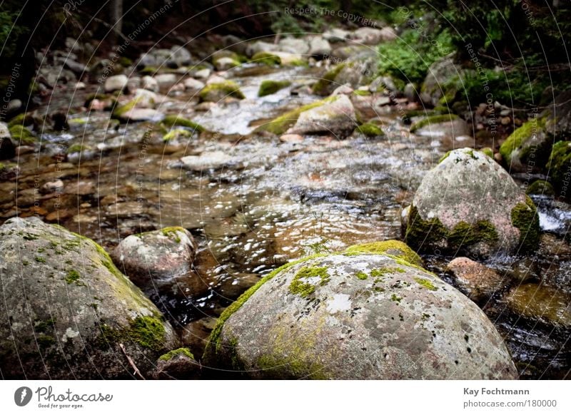 down by the river Trip Environment Nature Landscape Plant Water Summer Moss Forest Brook River Wet Colour photo Exterior shot Day Shallow depth of field