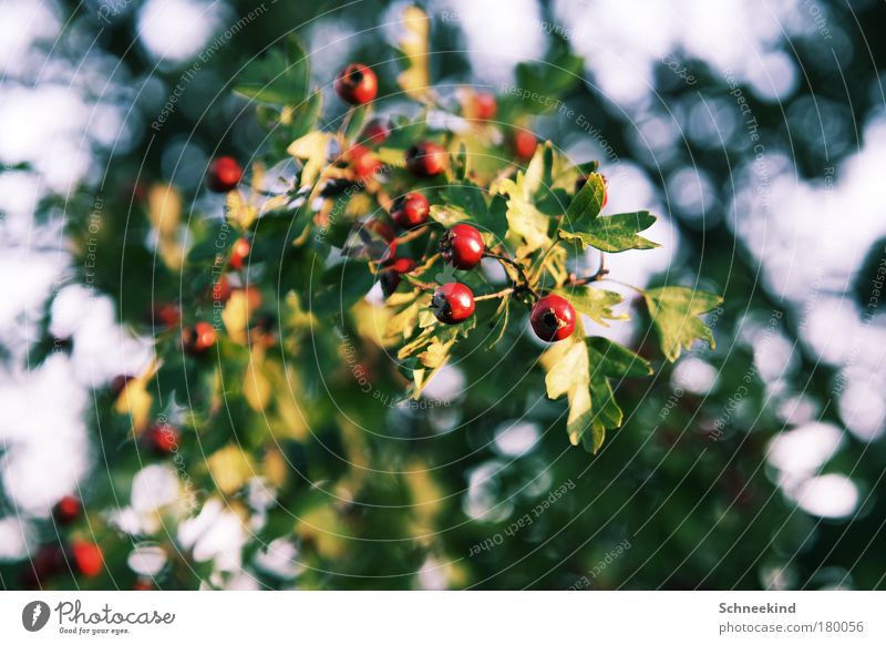 delicious berries Colour photo Exterior shot Deserted Day Light Shadow Contrast Silhouette Sunlight Shallow depth of field Worm's-eye view Central perspective