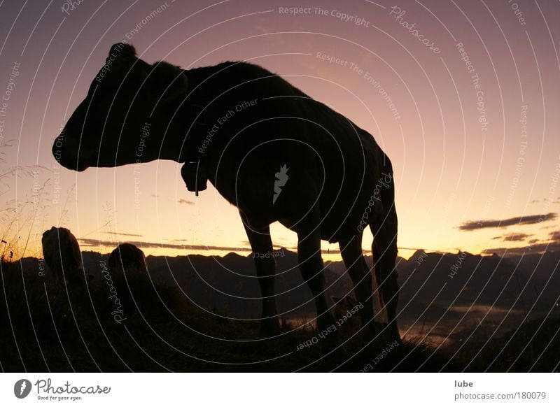 Cattle in the morning Exterior shot Morning Dawn Silhouette Sunrise Sunset Wide angle Animal portrait Mountain Nature Landscape Horizon Beautiful weather Alps