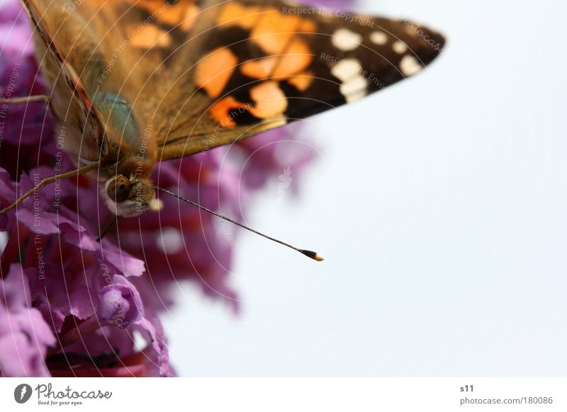 Summer Feeling Colour photo Subdued colour Multicoloured Exterior shot Close-up Detail Macro (Extreme close-up) Deserted Copy Space right Copy Space top