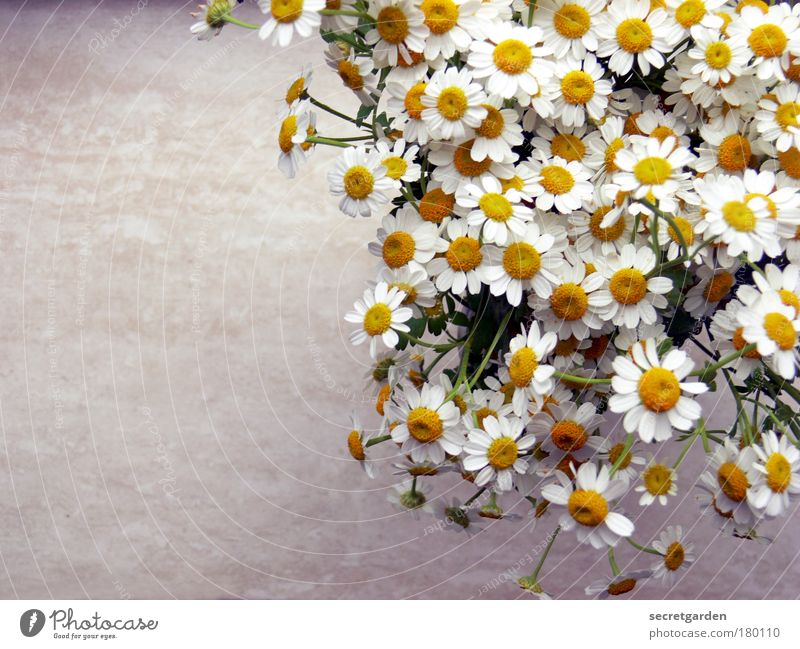 little floral art. Colour photo Interior shot Close-up Deserted Copy Space left Copy Space bottom Neutral Background Bird's-eye view Living or residing