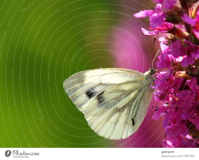 Colourful Colour photo Exterior shot Close-up Deserted Day Sunlight Shallow depth of field Central perspective Environment Nature Landscape Plant Animal Flower