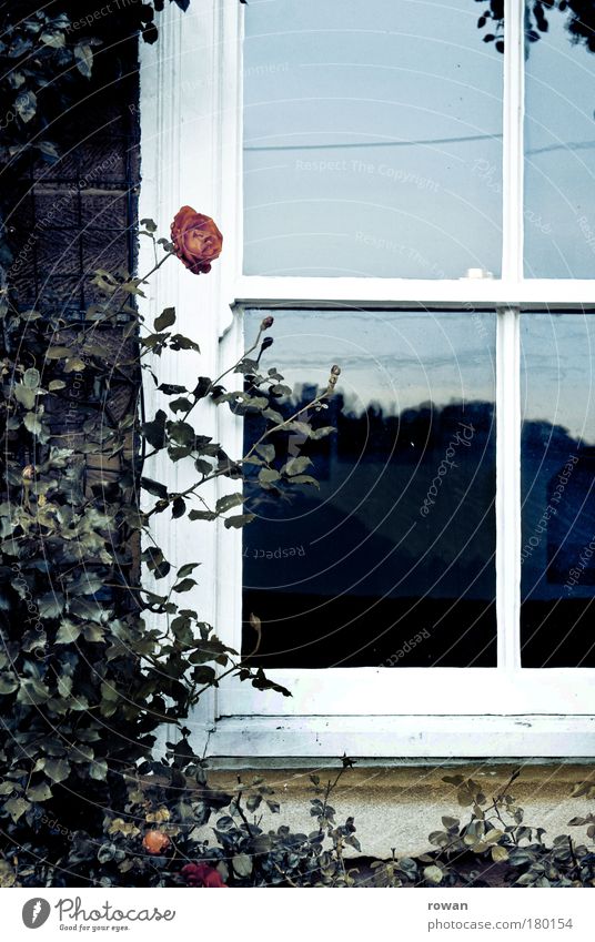 rose window Colour photo Subdued colour Exterior shot Deserted Day House (Residential Structure) Detached house Dream house Manmade structures Building