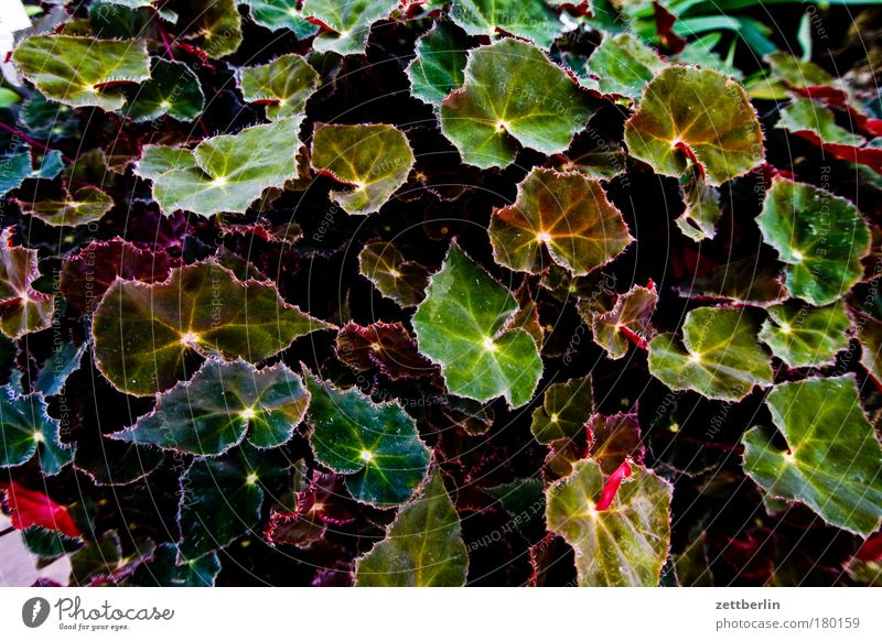 begonias Nature Botanical gardens Plant Foliage plant Leaf Leaf green Growth Summer Oxygen Park Copy Space