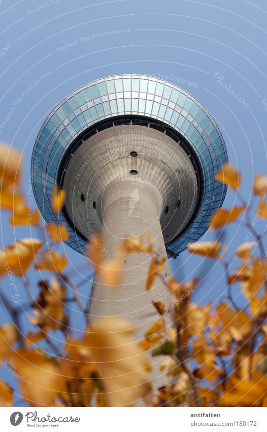 autumn prospects Nature Plant Sky Cloudless sky Autumn Beautiful weather Duesseldorf Germany Tower Rheinturm Tourist Attraction Landmark Tall Blue Brown Yellow