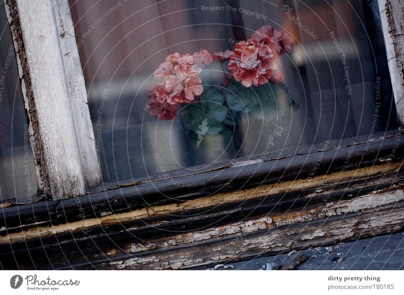 false flowers Colour photo Exterior shot Deserted Copy Space bottom Day Shadow Art Plant Rose Blossom Pot plant Artificial flowers Old False Shop window Flower