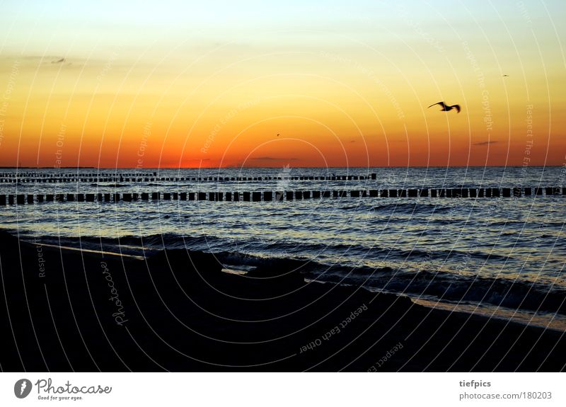 seagull alone at the Baltic Sea Multicoloured Twilight Vacation & Travel Summer Beach Ocean Waves Sand Cloudless sky Sunrise Sunset Beautiful weather Pink Moody