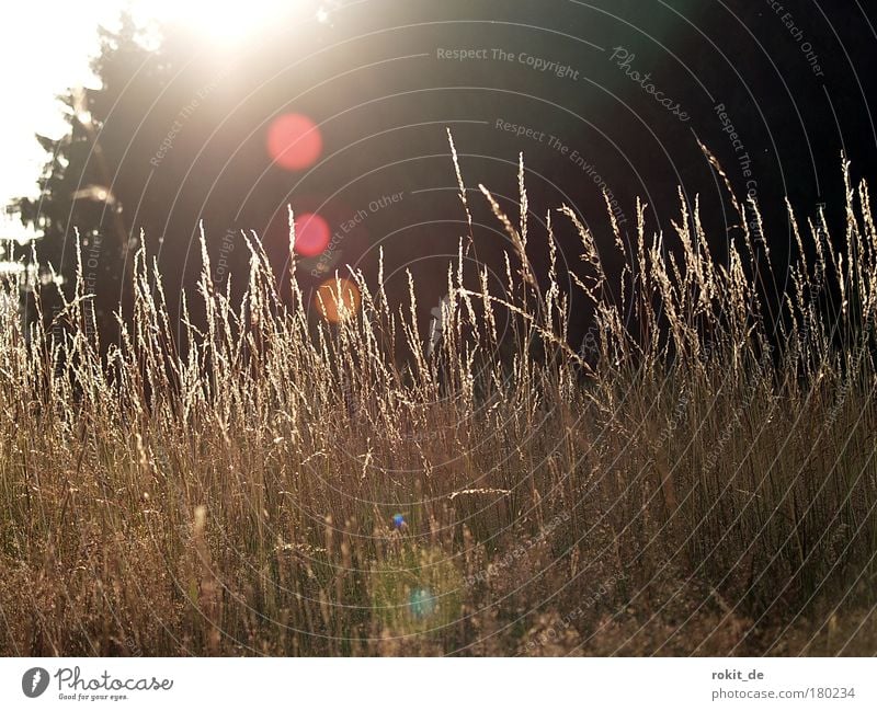 On the Wies'n Subdued colour Exterior shot Deserted Copy Space top Twilight Light Contrast Reflection Back-light Worm's-eye view Landscape Sunrise Sunset Tree