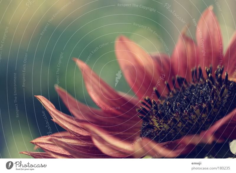 tender side Colour photo Exterior shot Close-up Detail Macro (Extreme close-up) Copy Space left Copy Space top Shallow depth of field Summer Nature Plant Autumn