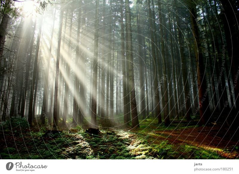 start Colour photo Deserted Morning Dawn Light Shadow Reflection Light (Natural Phenomenon) Sunlight Sunbeam Sunrise Sunset Central perspective Environment