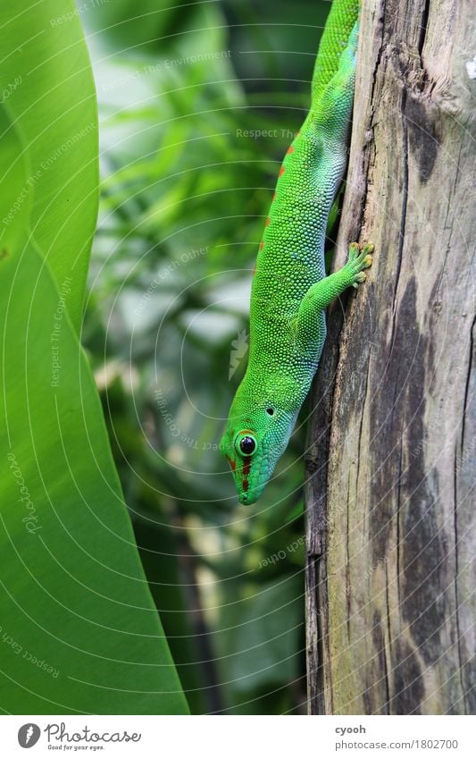 gecko. Zoo 1 Animal Crouch Green Gecko Saurians Reptiles Eyes Scales Wait Observe Hiding place Camouflage colour Break Calm Cozy Speed Flexible Close-up