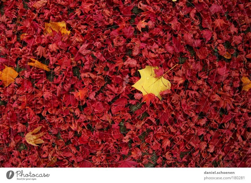 red autumn with a bit of yellow Multicoloured Detail Macro (Extreme close-up) Nature Autumn Leaf Park Yellow Red Transience Change