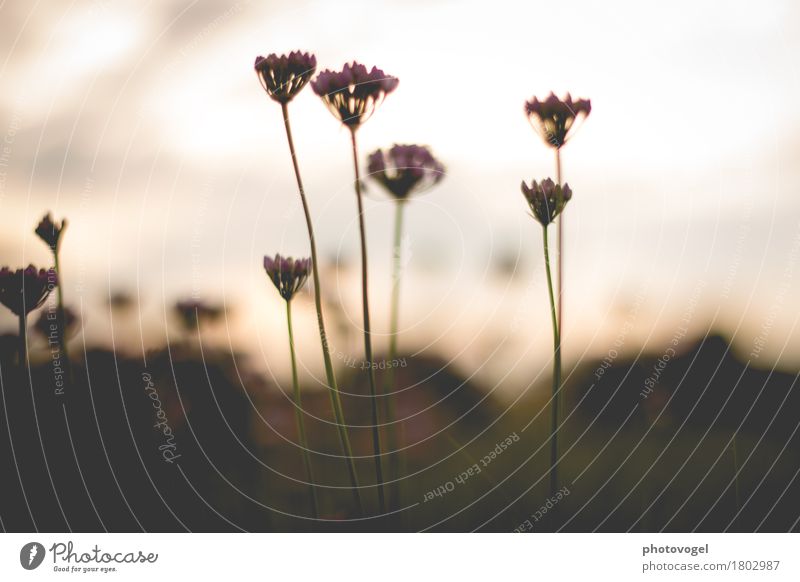 soft light, delicate flowers Environment Nature Plant Autumn Blossom Friendliness Brown Emotions Happy Contentment Joie de vivre (Vitality) Beautiful Peaceful