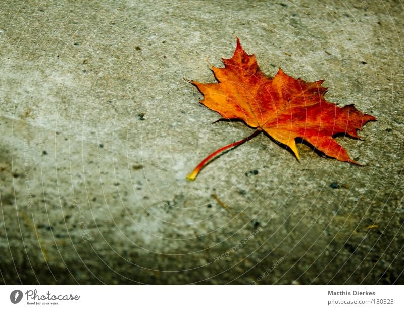 maple Maple tree Leaf Prongs Floor covering Ground Stalk Concrete Loneliness Individual Uniqueness Gold Golden yellow Yellow Mold Gloomy Autumn Beautiful