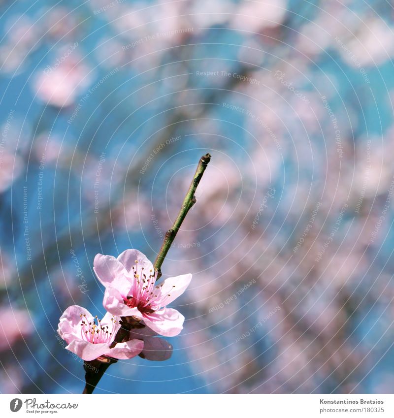 Cherry Blossom Special Colour photo Exterior shot Copy Space right Copy Space top Day Blur Nature Spring Plant Tree Cherry blossom Cherry tree Branch Twig Park