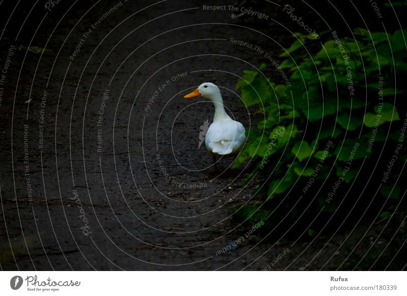 Alone in search Colour photo Exterior shot Copy Space bottom Day Animal portrait Nature Bushes Wild animal Bird Goose Duck 1 Observe Hiking Homesickness Fear