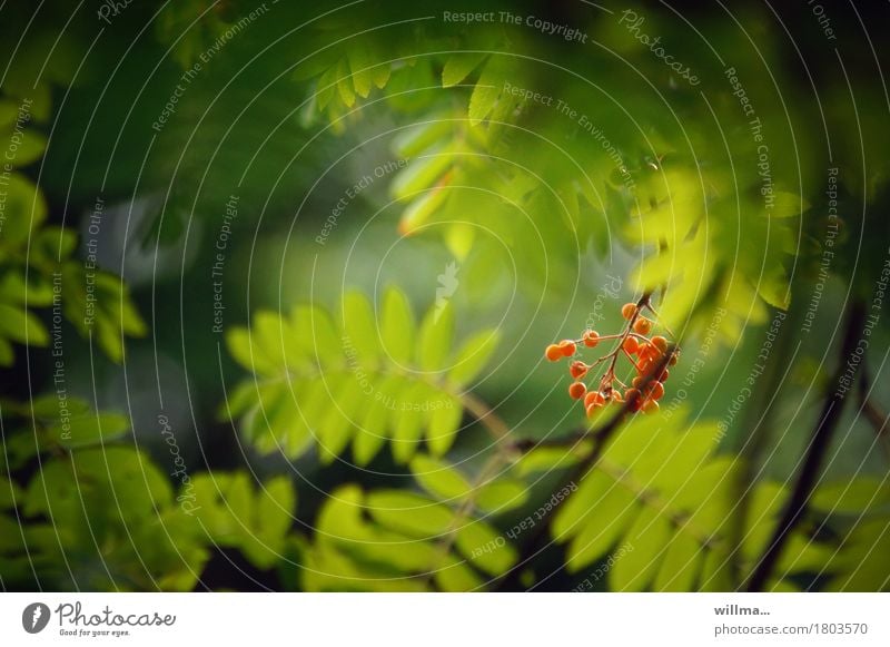 autumn, still a little timid Nature Autumn Rawanberry Rowan tree Rowan tree leaf Green Red naturally Hide Early fall Autumnal Colour photo Exterior shot