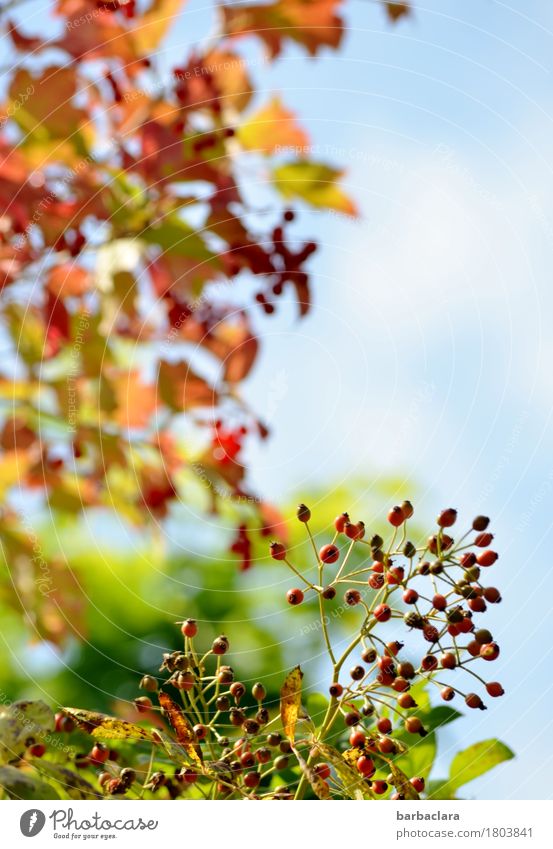 Happy Autumn Nature Plant Sky Sun Beautiful weather Tree Bushes Leaf Rose hip Fruit Berries Illuminate Bright Multicoloured Moody Joie de vivre (Vitality)