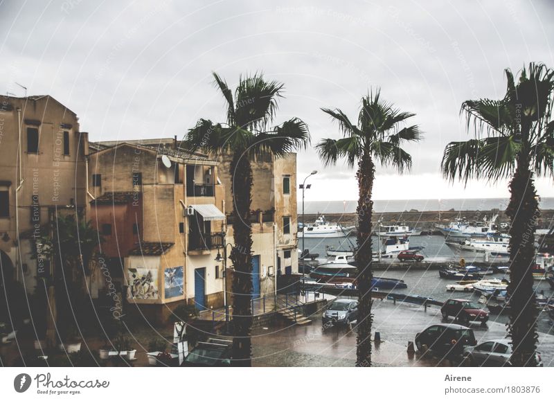 just a shiver - probably over in a moment... Vacation & Travel Water Clouds Weather Bad weather Rain Palm tree Italy Sicily Southern Europe Fishing village