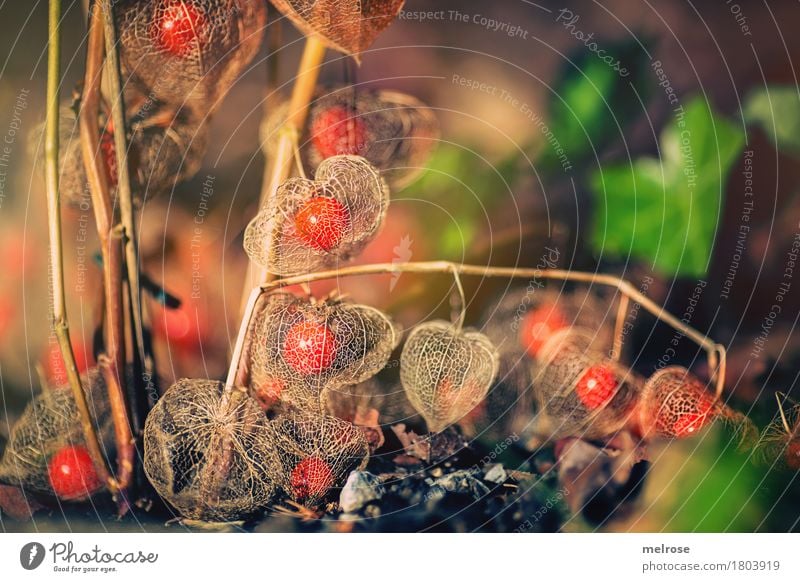 Physalis net Tropical fruits Elegant Style Nature Earth Summer Beautiful weather Plant Bushes Wild plant Fruit Chinese lantern flower Flower Garden Park