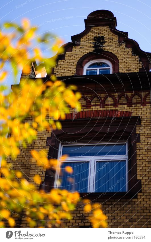 Autumn is coming! Colour photo Exterior shot Deserted Copy Space right Copy Space top Day Light Sunlight Long shot Environment Plant Sky Cloudless sky Weather