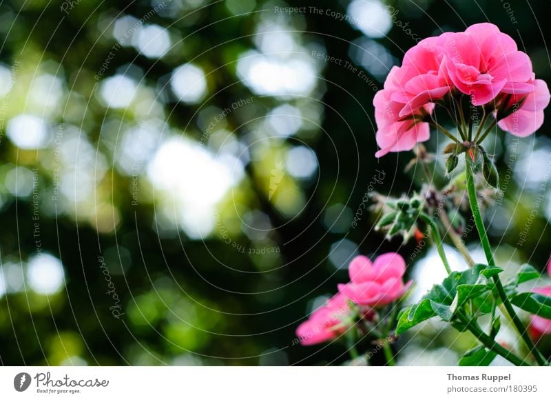 geranium Colour photo Exterior shot Detail Deserted Copy Space left Day Back-light Shallow depth of field Environment Nature Plant Summer Autumn Weather