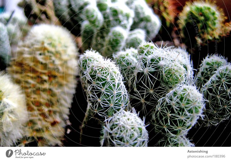 cactus ice cream Environment Nature Plant Cactus Foliage plant Pot plant Growth Thorny Brown Green plant species Colour photo Interior shot