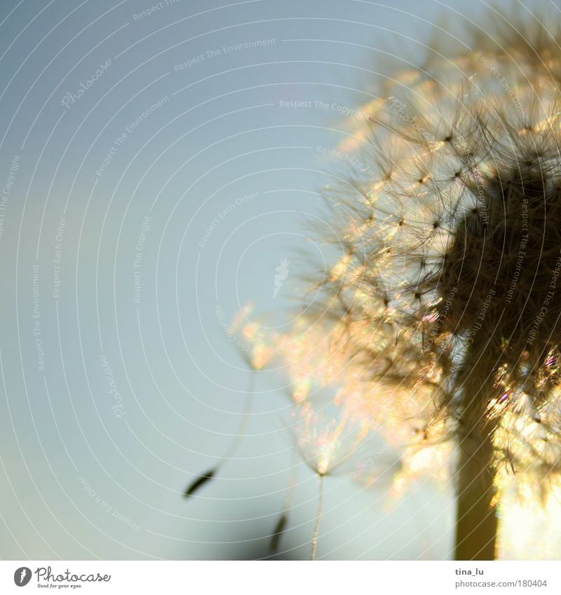 THE SUMMER IS OVER Colour photo Exterior shot Close-up Detail Evening Twilight Light Sunlight Sunrise Sunset Back-light Nature Plant Summer Flower Grass Meadow