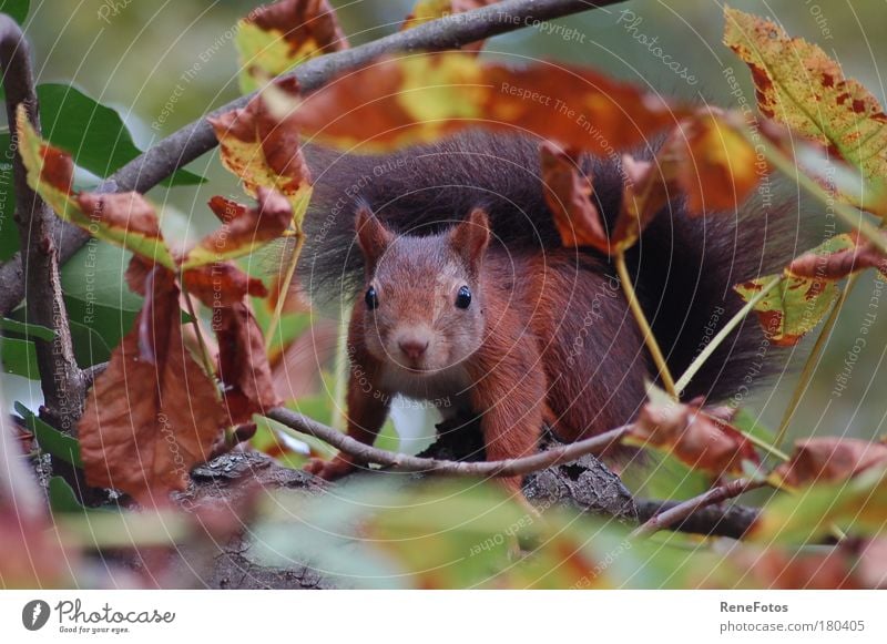 eye contact Colour photo Exterior shot Close-up Copy Space left Copy Space bottom Day Shallow depth of field Central perspective Animal portrait Front view