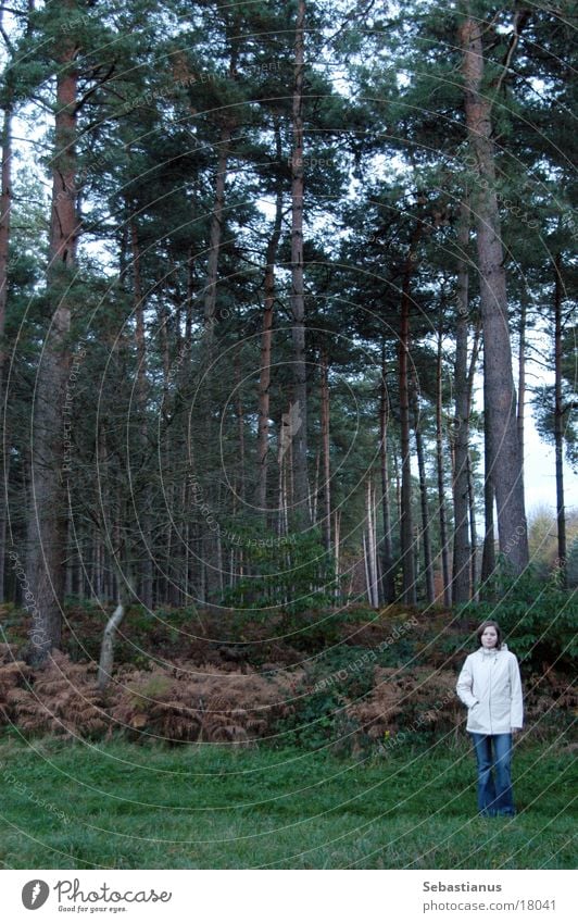 Knuffelchen alone in the forest #2 Forest Tree Coniferous trees Woman Autumn Stand Nature Landscape