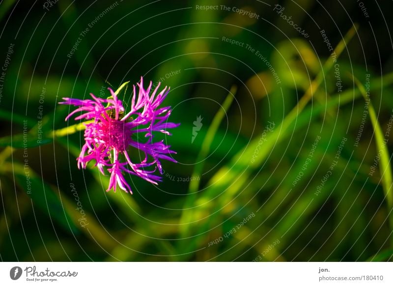 spring Colour photo Multicoloured Exterior shot Deserted Copy Space right Day Evening Light Contrast Sunlight Environment Nature Plant Animal Earth Spring